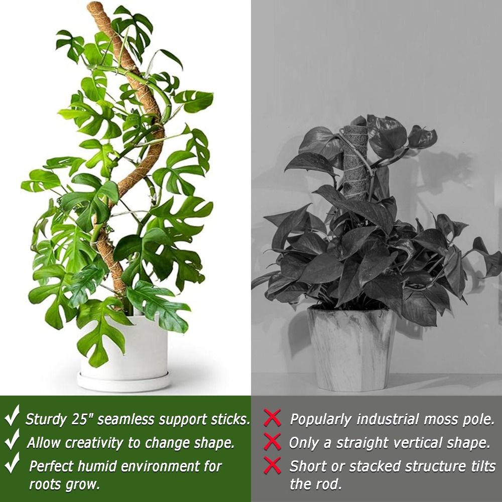 Soporte para Plantas, Poste de - Sphagnum Moss Dry reseña y precio