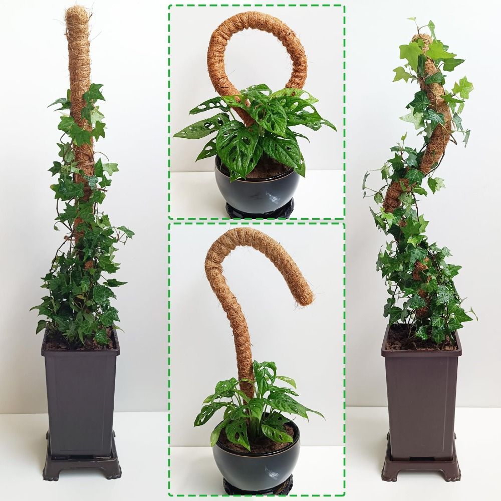Soporte para Plantas, Poste de - Sphagnum Moss Dry reseña y precio