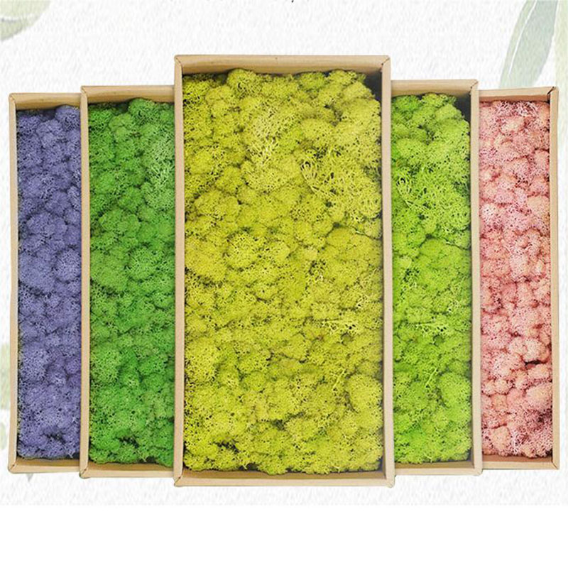 Plantas artificiales de musgo  - Sphagnum Moss Dry reseña y precio