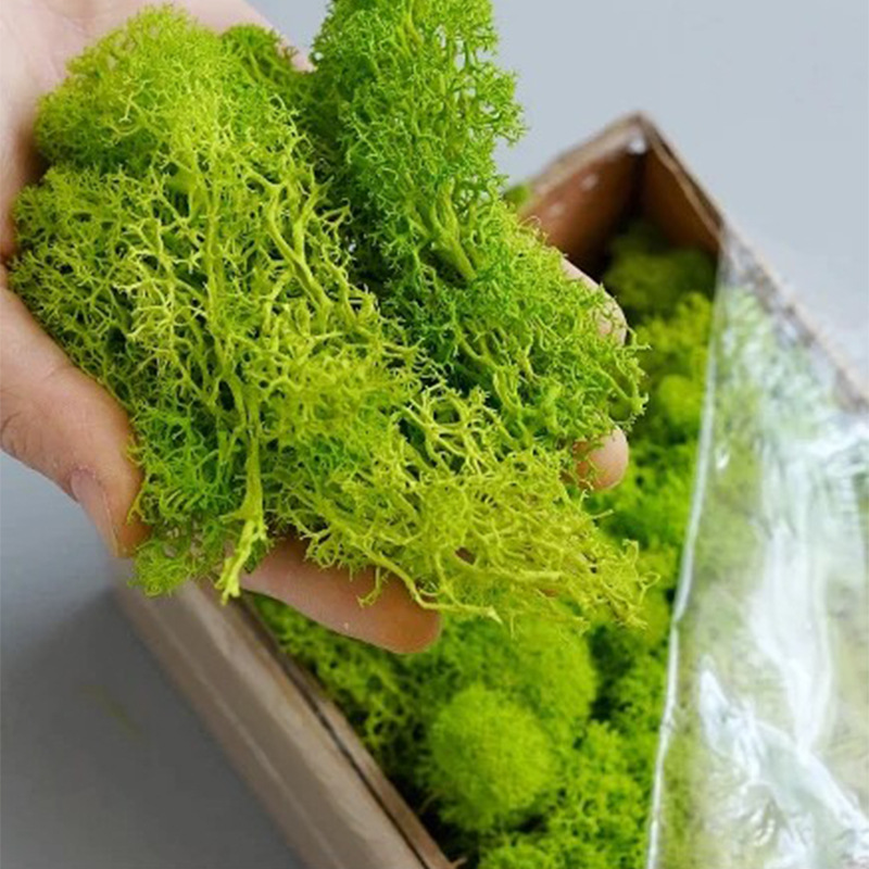 Plantas artificiales de musgo  - Sphagnum Moss Dry reseña y precio